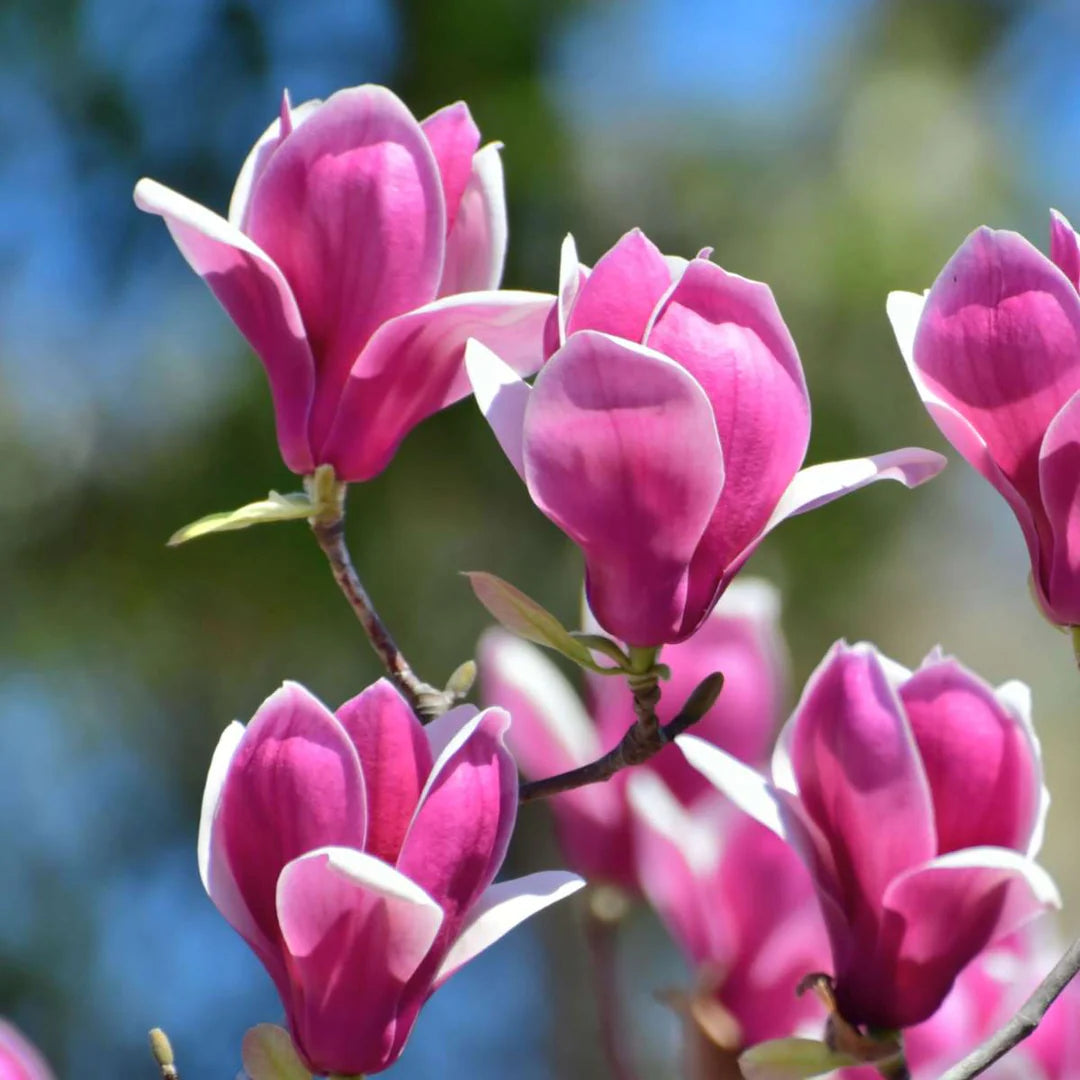 Magnolija sulanžo (Magnolia soulangeana) 'Susan' Pa