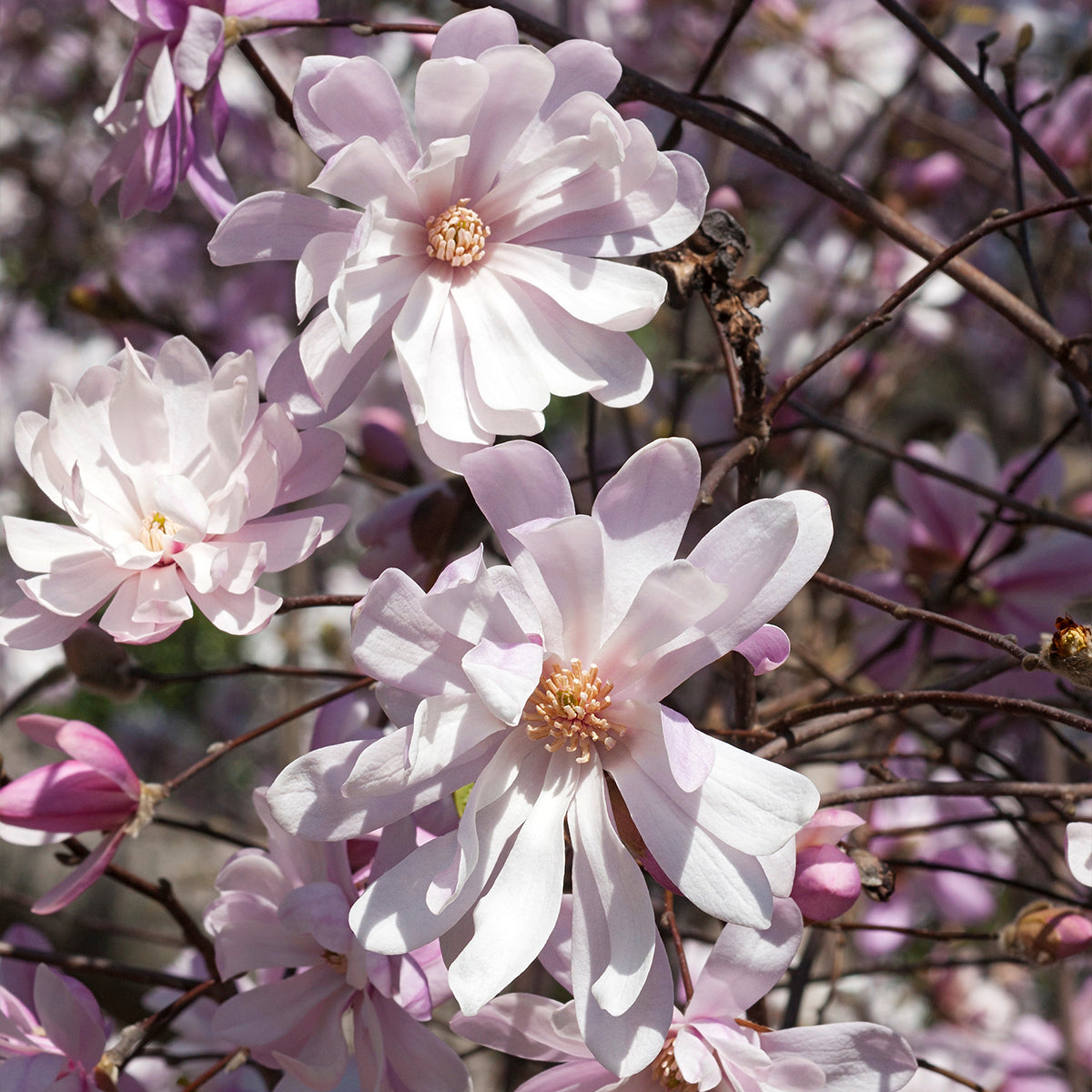 Magnolija žvaigždinė (Magnolia stellata) 'Rosea'