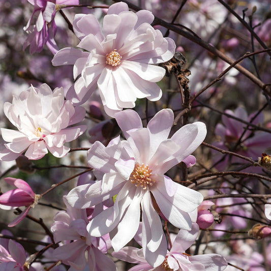 Magnolija žvaigždinė (Magnolia stellata) 'Rosea'