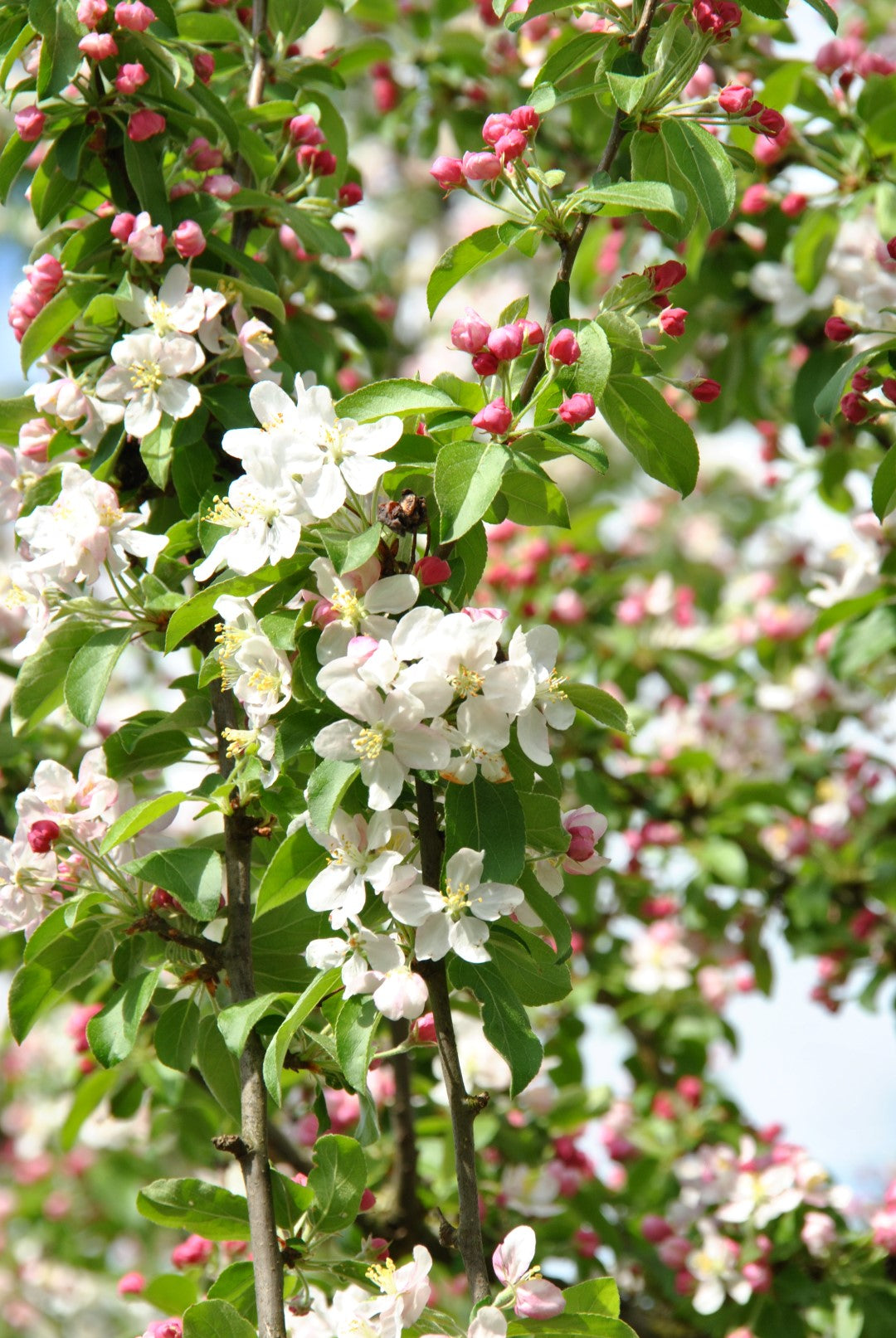 Obelis rojaus (Malus) 'Golden Hornet'