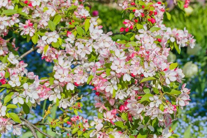 Obelis rojaus (Malus) 'Gorgeous'