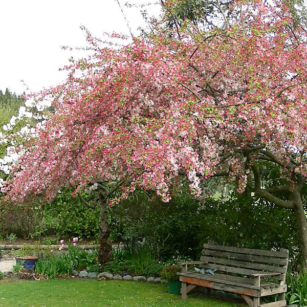 Obelis rojaus (Malus) 'Gorgeous'