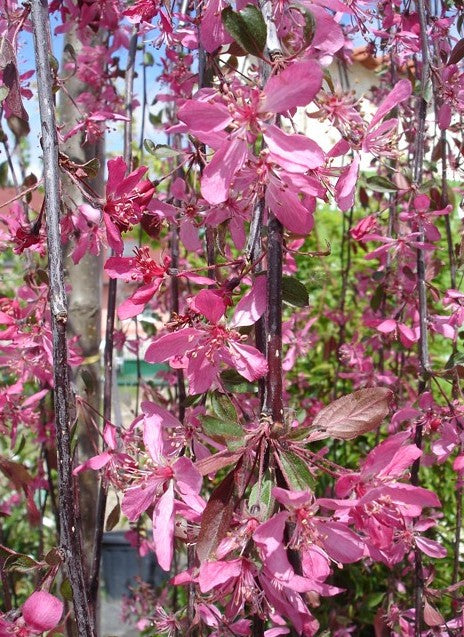 Obelis rojaus (Malus) 'Royal Beauty'