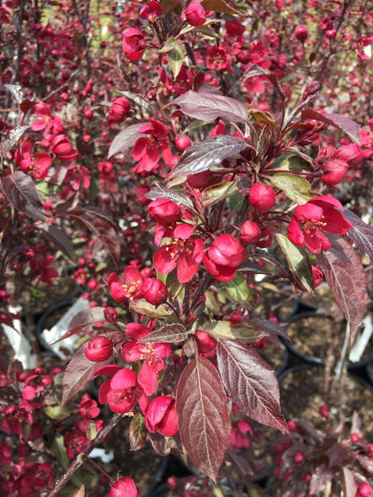 Obelis rojaus (Malus) 'Royal Beauty'