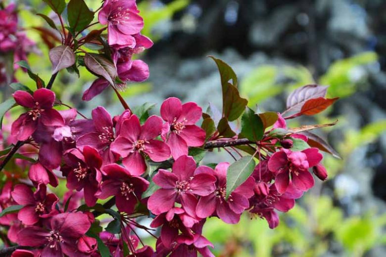 Obelis rojaus (Malus) 'Royalty'