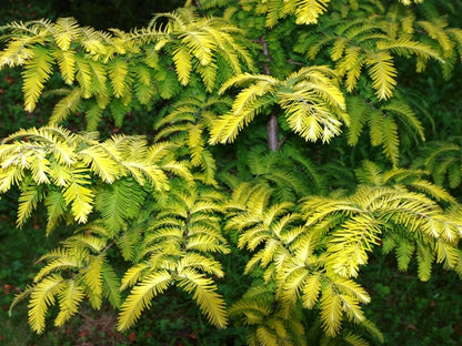 Metasekvoja tikroji (Metasequoia glyptostroboides) 'Goldrush'