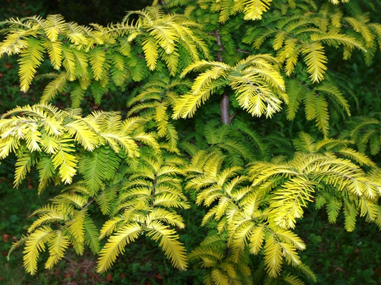 Metasekvoja tikroji (Metasequoia glyptostroboides) 'Goldrush'