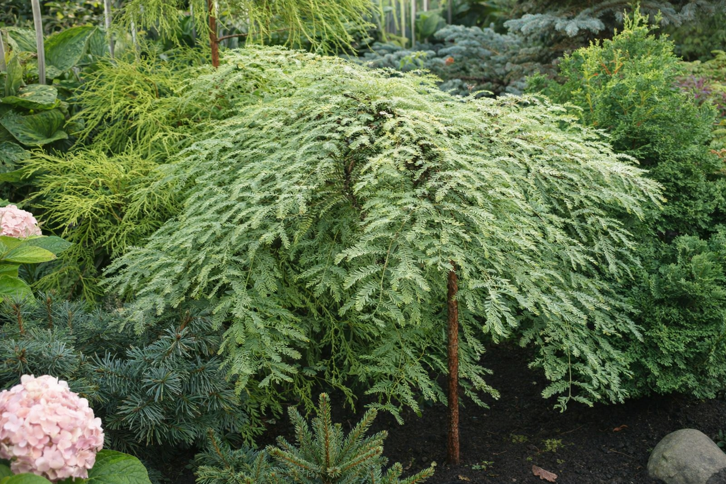 Metasekvoja tikroji (Metasequoia glyptostroboides) 'Miss Grace'