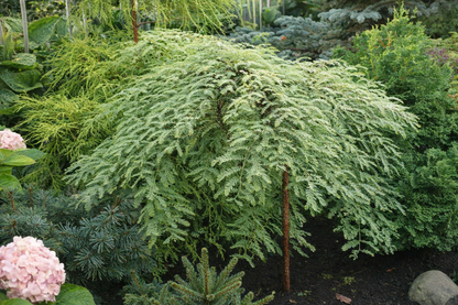 Metasekvoja tikroji (Metasequoia glyptostroboides) 'Miss Grace'