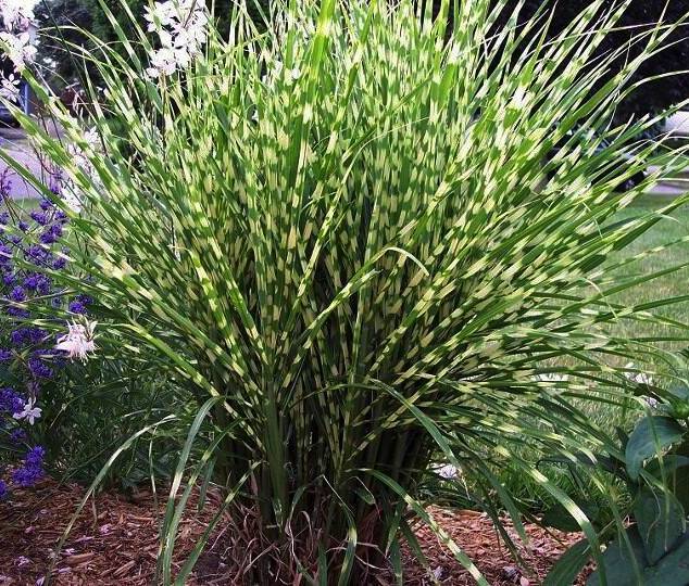 Miskantas kininis (Miscanthus sinensis) 'Strictus Dwarf'