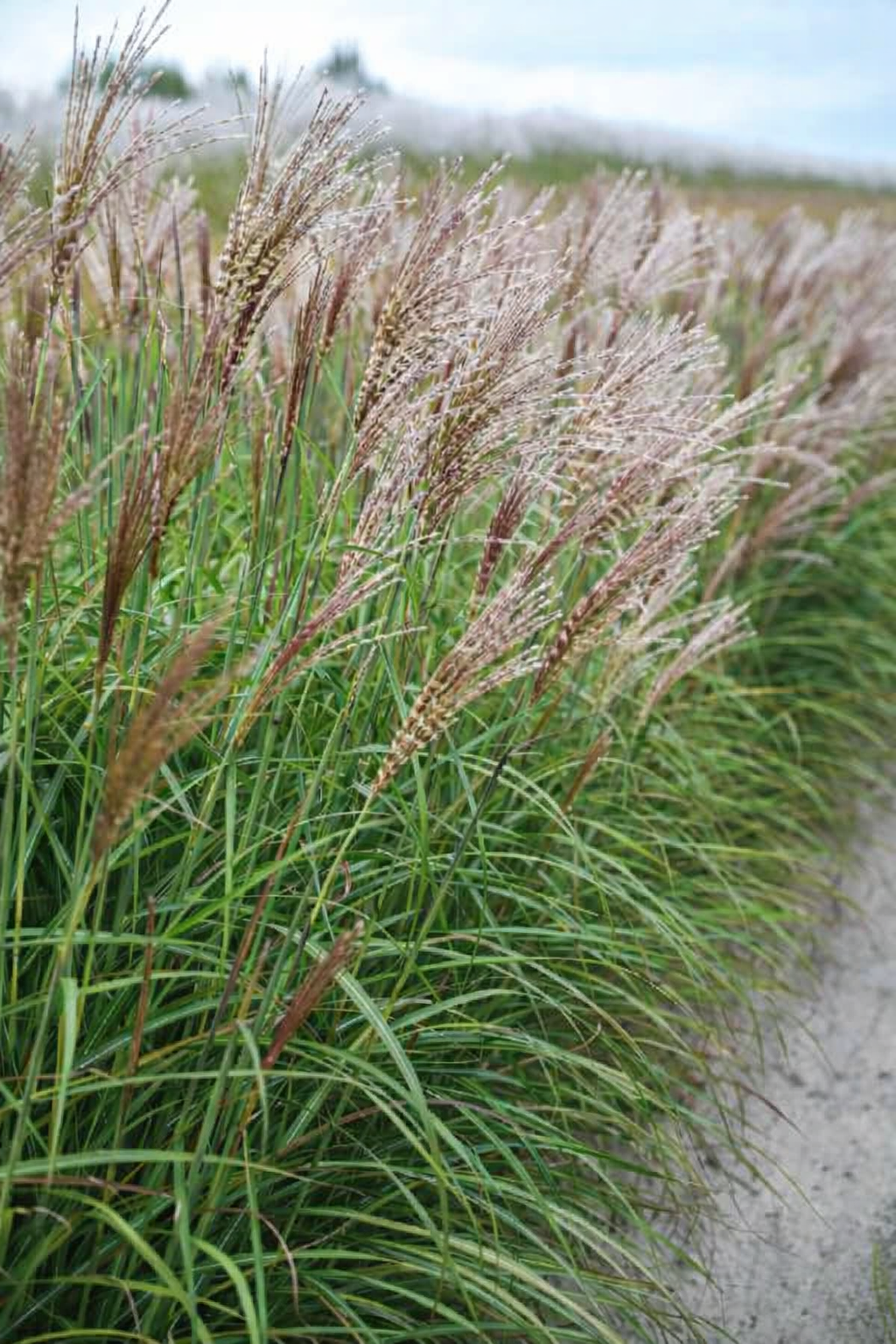 Miskantas kininis (Miscanthus sinensis) 'Gosia'