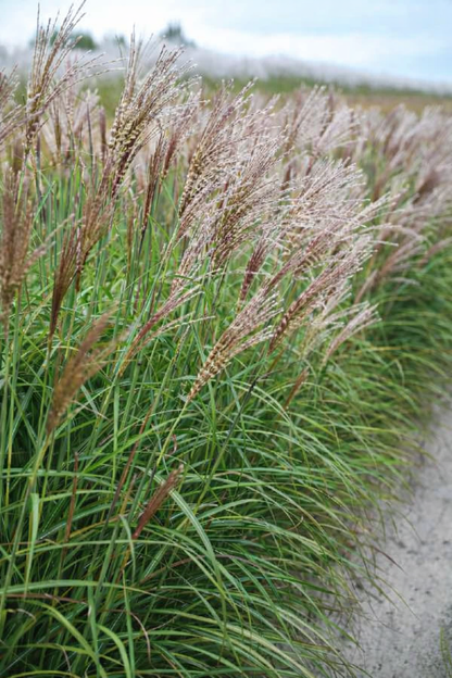 Miskantas kininis (Miscanthus sinensis) 'Gosia'