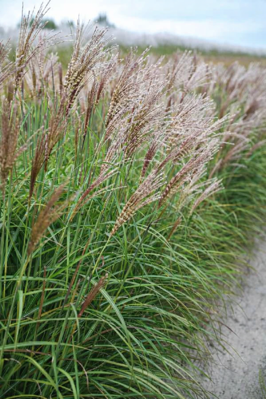 Miskantas kininis (Miscanthus sinensis) 'Gosia'