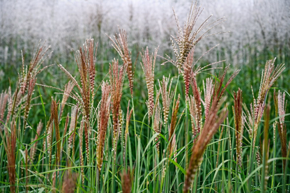Miskantas kininis (Miscanthus sinensis) 'Gosia'