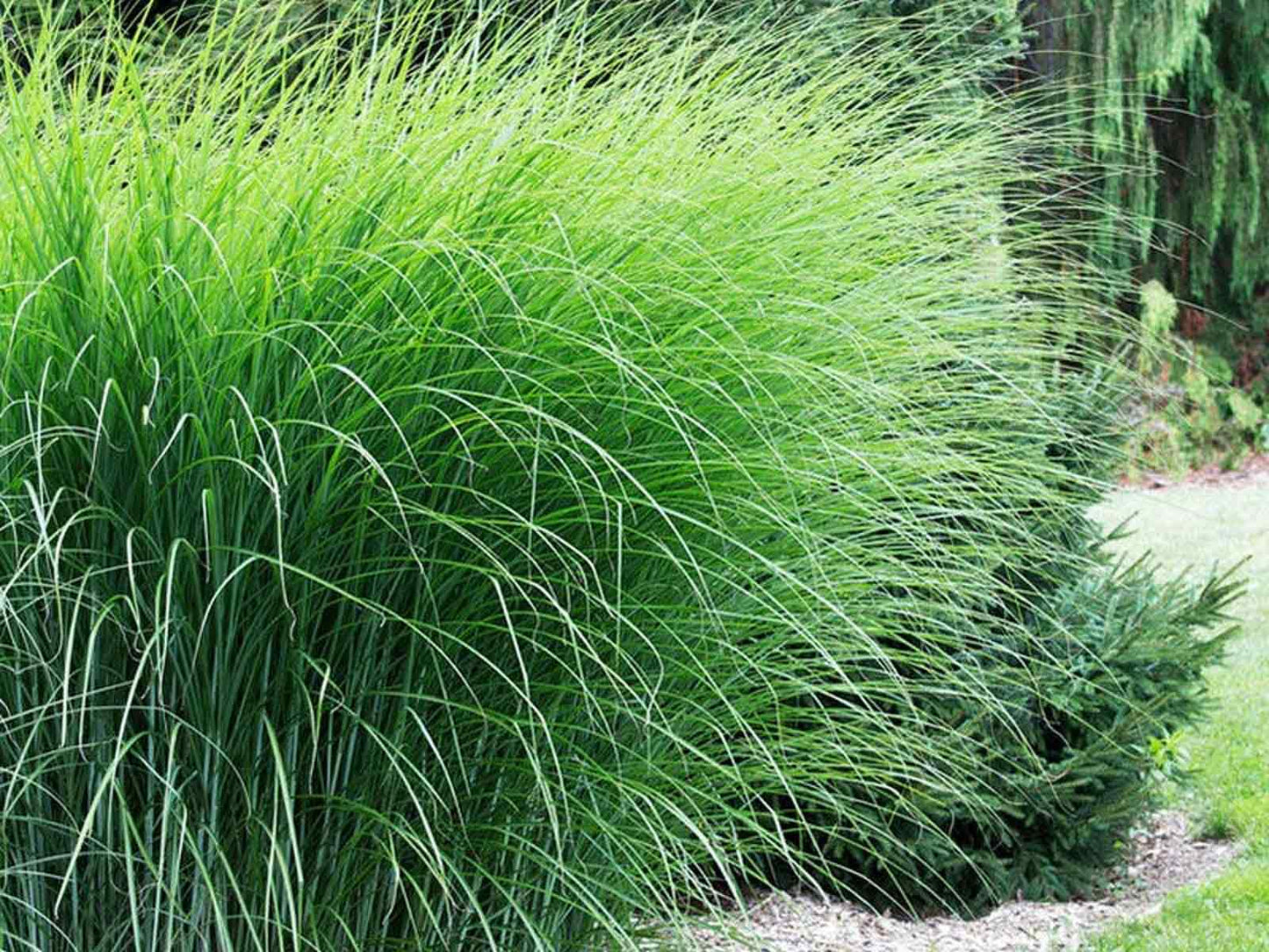 Miskantas kininis (Miscanthus sinensis) 'Gracillimus'