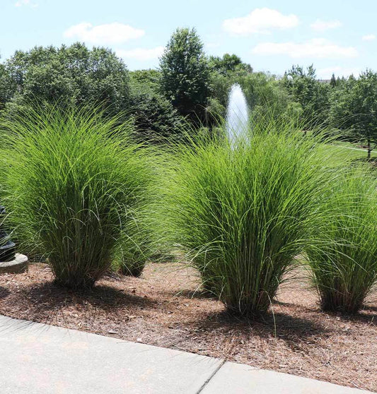 Miskantas kininis (Miscanthus sinensis) 'Gracillimus'