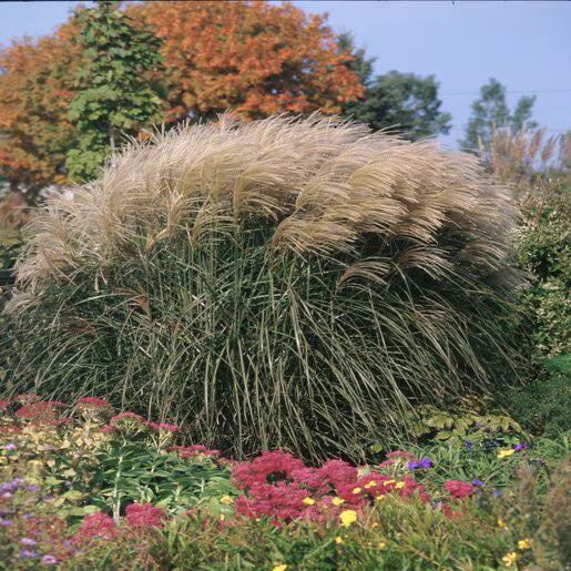 Miskantas kininis (Miscanthus sinensis) 'Graziella'