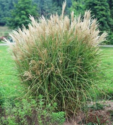 Miskantas kininis (Miscanthus sinensis) 'Graziella'