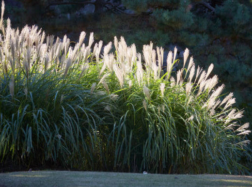 Miskantas kininis (Miscanthus sinensis) 'Graziella'