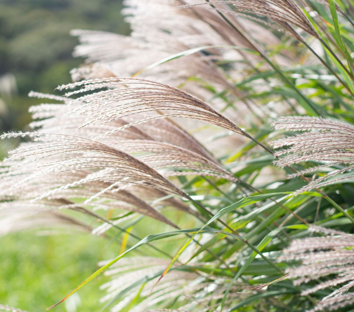Miskantas kininis (Miscanthus sinensis) 'Graziella'