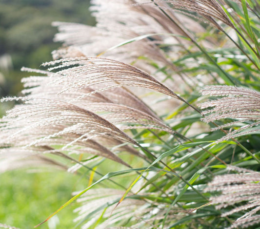 Miskantas kininis (Miscanthus sinensis) 'Graziella'