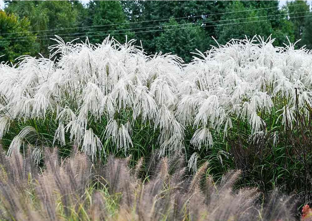 Miskantas kininis (Miscanthus sinensis) 'Heron'