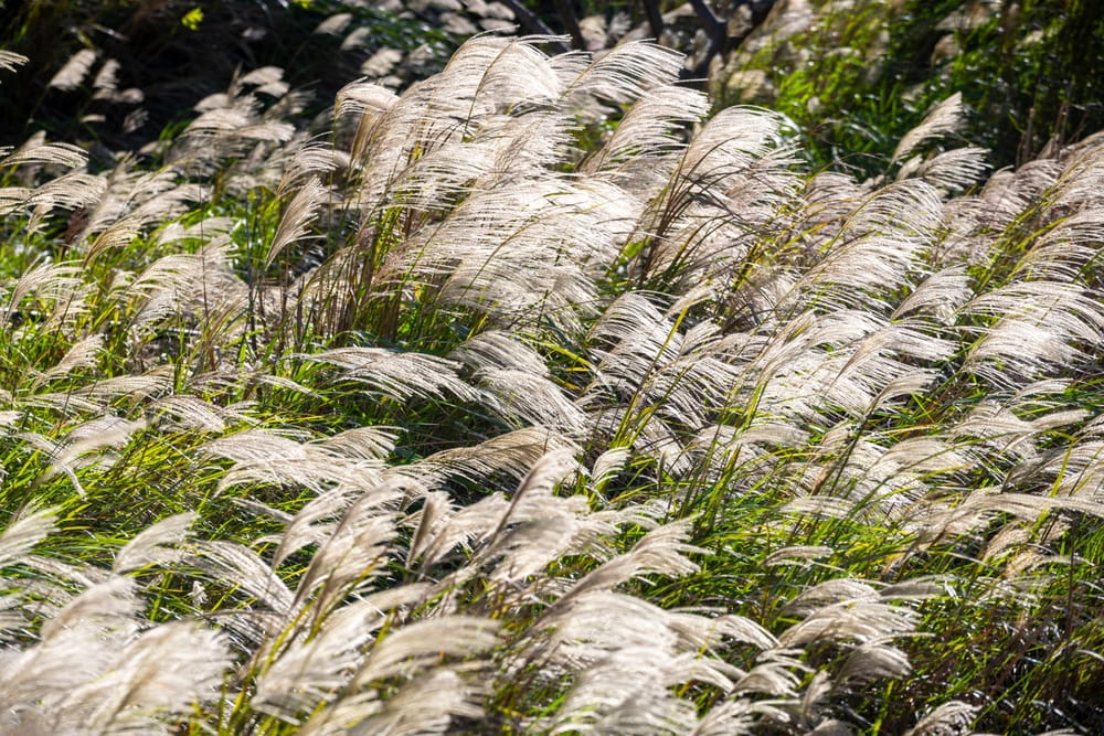 Miskantas kininis (Miscanthus sinensis) 'Heron'