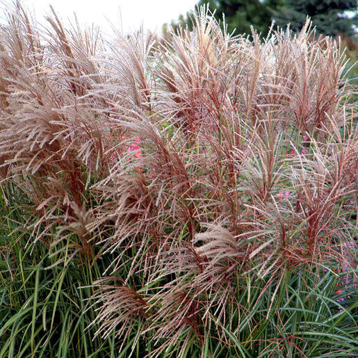 Miskantas kininis (Miscanthus sinensis) 'Huron Sunrise'