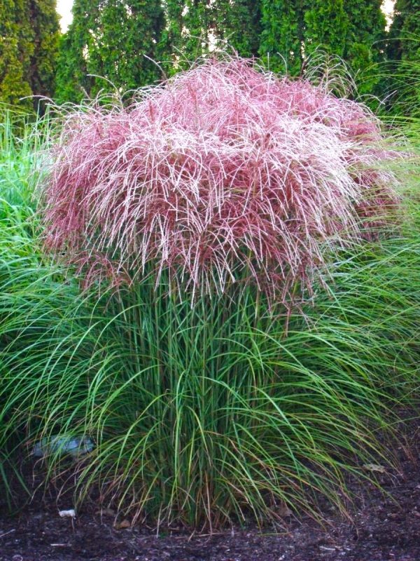 Miskantas kininis (Miscanthus sinensis) 'Huron Sunrise'