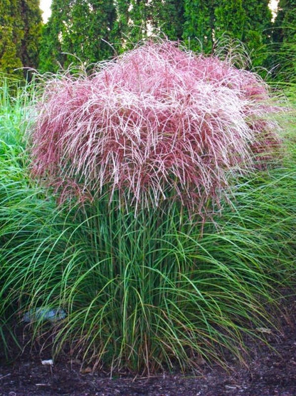 Miskantas kininis (Miscanthus sinensis) 'Huron Sunrise'