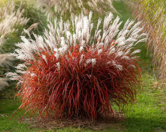 Miskantas kininis (Miscanthus sinensis) 'Lady in Red'