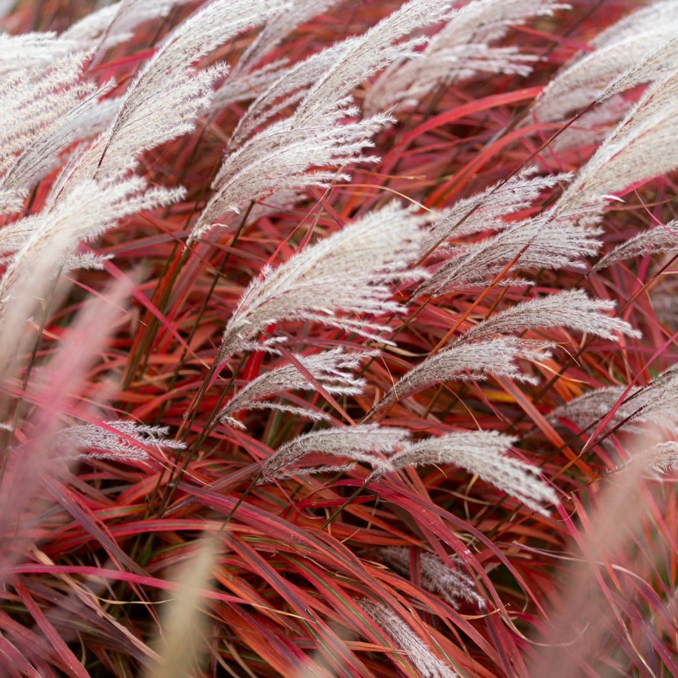 Miskantas kininis (Miscanthus sinensis) 'Lady in Red'