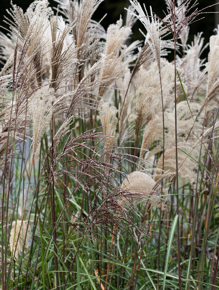 Miskantas kininis (Miscanthus sinensis) 'Malepartus'