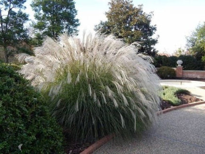 Miskantas kininis (Miscanthus sinensis) 'Memory'