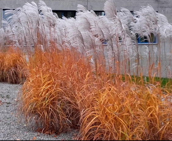 Miskantas kininis (Miscanthus sinensis) 'Memory'