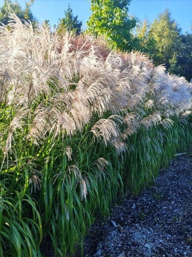 Miskantas kininis (Miscanthus sinensis) 'Memory'