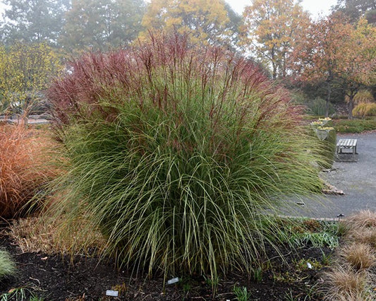 Miskantas kininis (Miscanthus sinensis) 'Morning Light'