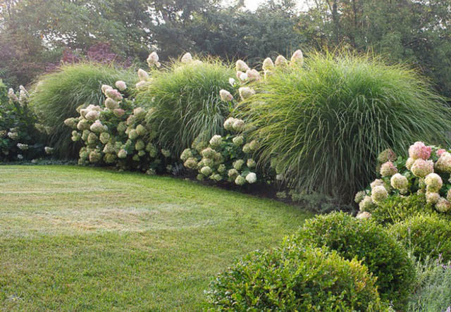 Miskantas kininis (Miscanthus sinensis) 'Morning Light'