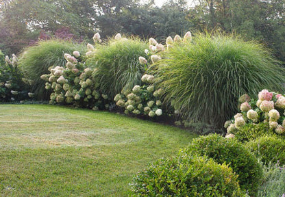 Miskantas kininis (Miscanthus sinensis) 'Morning Light'