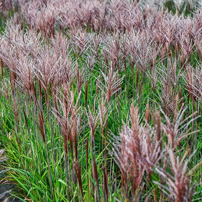 Miskantas kininis (Miscanthus sinensis) 'Piccolo Rubino'