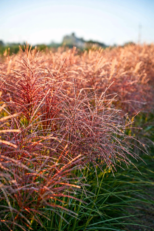 Miskantas kininis (Miscanthus sinensis) 'Polonus'