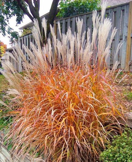 Miskantas kininis (Miscanthus sinensis) 'Purpurascens'
