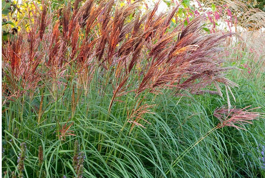 Miskantas kininis (Miscanthus sinensis) 'Red Chief'