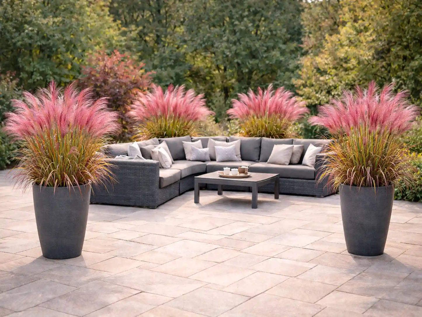 Miskantas kininis (Miscanthus sinensis) 'Red Chief'