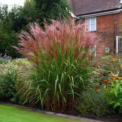 Miskantas kininis (Miscanthus sinensis) 'Red Chief'