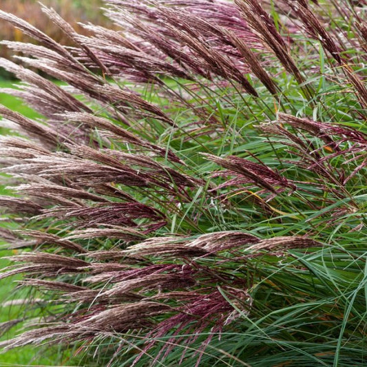 Miskantas kininis (Miscanthus sinensis) 'Red Chief'