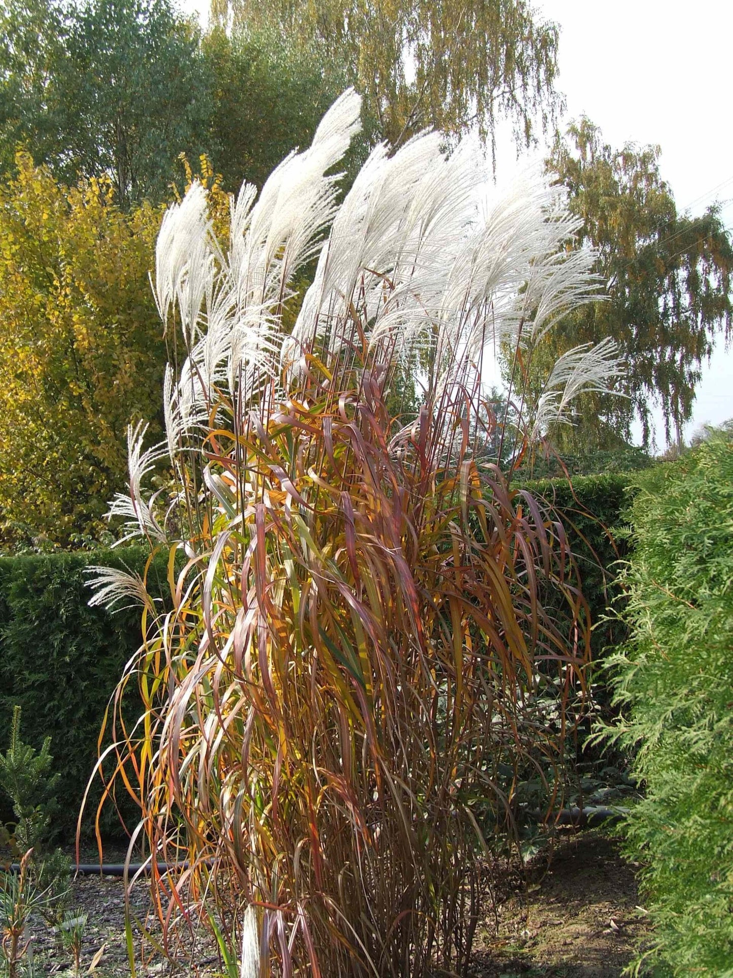 Miskantas kininis (Miscanthus sinensis) 'Rosi'