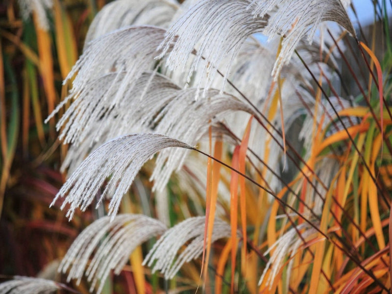 Miskantas kininis (Miscanthus sinensis) 'Rosi'