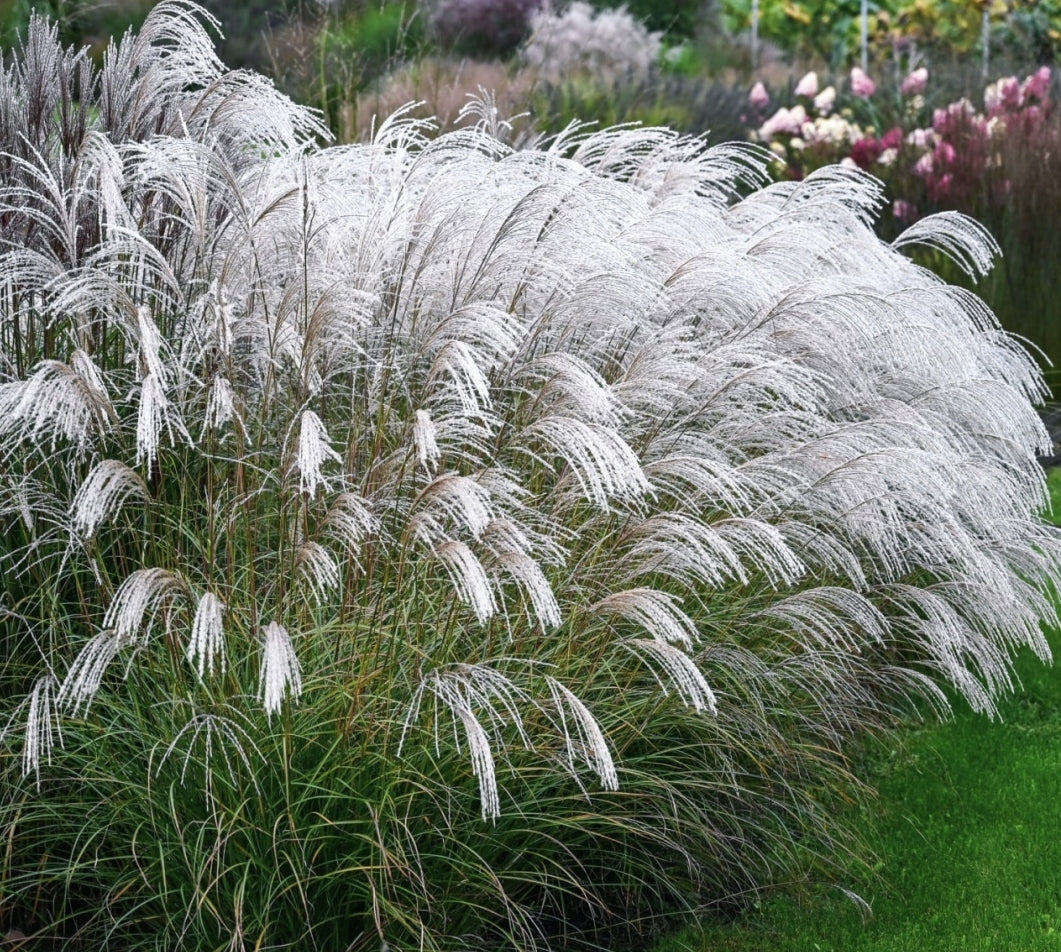 Miskantas kininis (Miscanthus sinensis) 'Silver Charm'