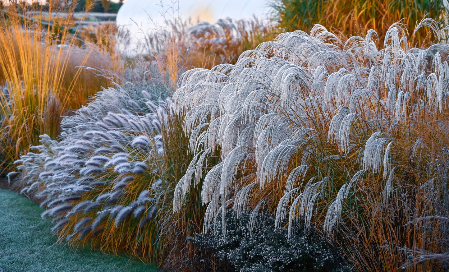 Miskantas kininis (Miscanthus sinensis) 'Silver Charm'